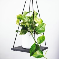 曼彻斯特城足球俱乐部标志